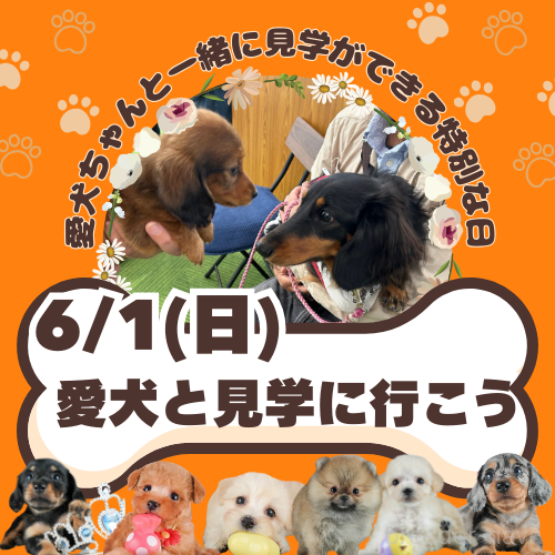 峯田遥香ブリーダー